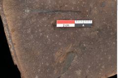 Foto (Detailansicht) von Plantae indet. (NHMW-GEO-2024-0188-0288a)